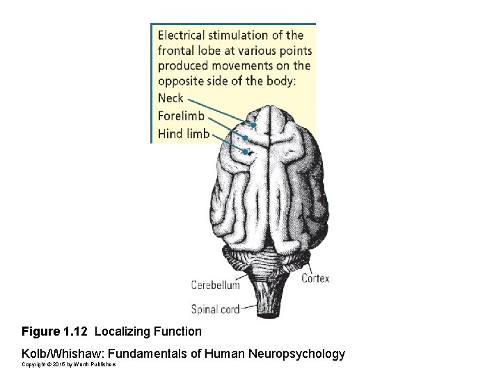 Figure 1. 12 Localizing Function Kolb/Whishaw: Fundamentals of Human Neuropsychology Copyright © 2015 by