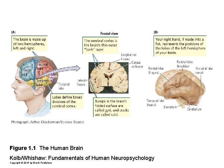 Figure 1. 1 The Human Brain Kolb/Whishaw: Fundamentals of Human Neuropsychology Copyright © 2015