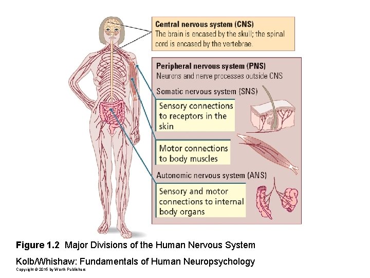 Figure 1. 2 Major Divisions of the Human Nervous System Kolb/Whishaw: Fundamentals of Human