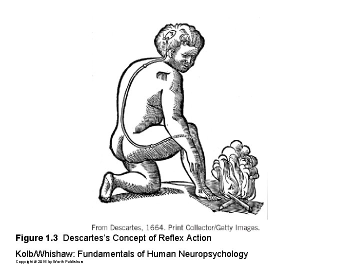 Figure 1. 3 Descartes’s Concept of Reflex Action Kolb/Whishaw: Fundamentals of Human Neuropsychology Copyright