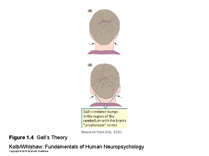 Figure 1. 4 Gall’s Theory Kolb/Whishaw: Fundamentals of Human Neuropsychology Copyright © 2015 by