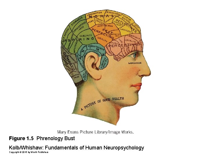 Figure 1. 5 Phrenology Bust Kolb/Whishaw: Fundamentals of Human Neuropsychology Copyright © 2015 by