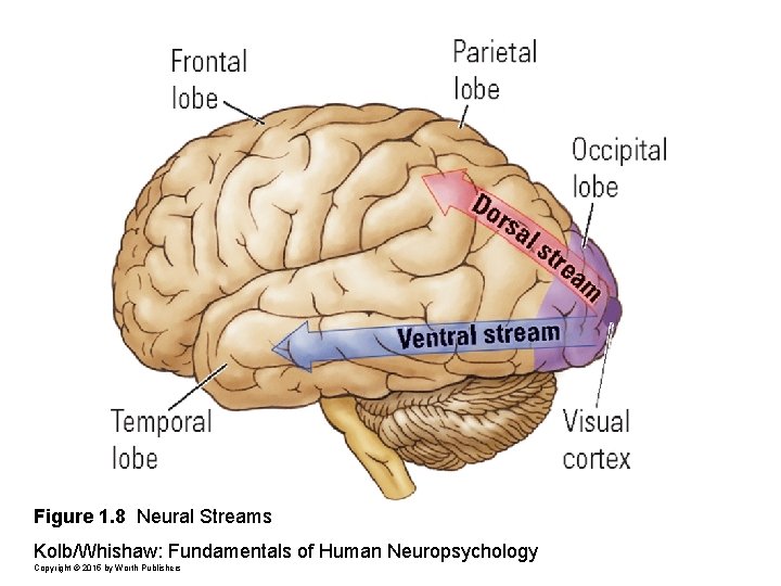 Figure 1. 8 Neural Streams Kolb/Whishaw: Fundamentals of Human Neuropsychology Copyright © 2015 by