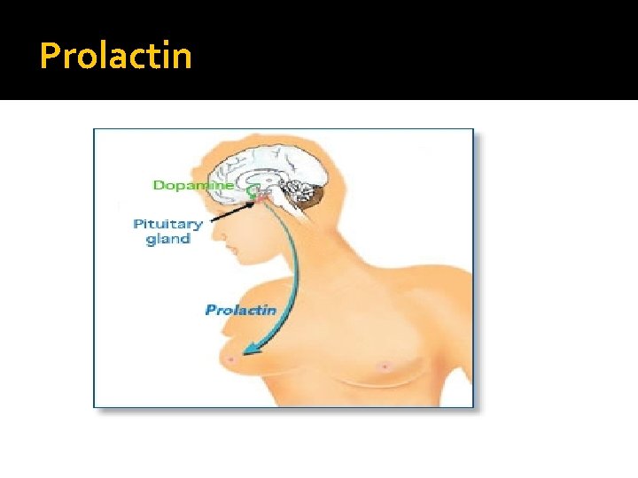 Prolactin 