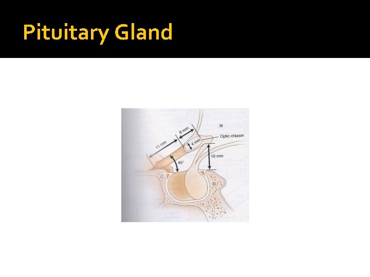 Pituitary Gland 