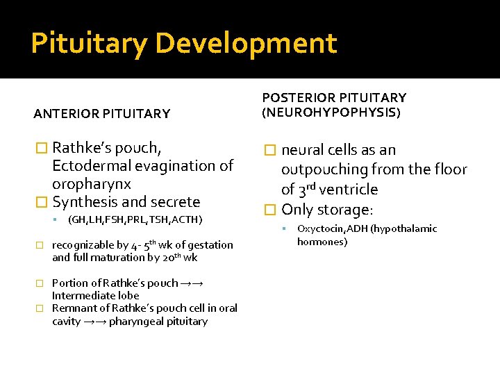 Pituitary Development ANTERIOR PITUITARY POSTERIOR PITUITARY (NEUROHYPOPHYSIS) � Rathke’s pouch, � neural cells as