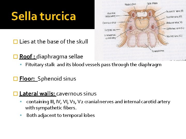 Sella turcica � Lies at the base of the skull � Roof : diaphragma