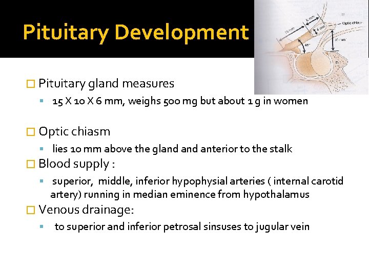 Pituitary Development � Pituitary gland measures 15 X 10 X 6 mm, weighs 500