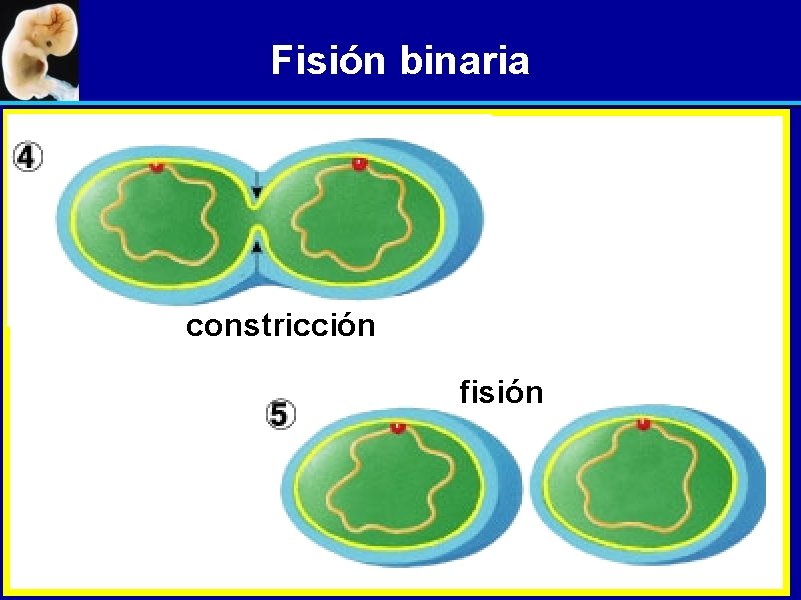 Fisión binaria constricción fisión 