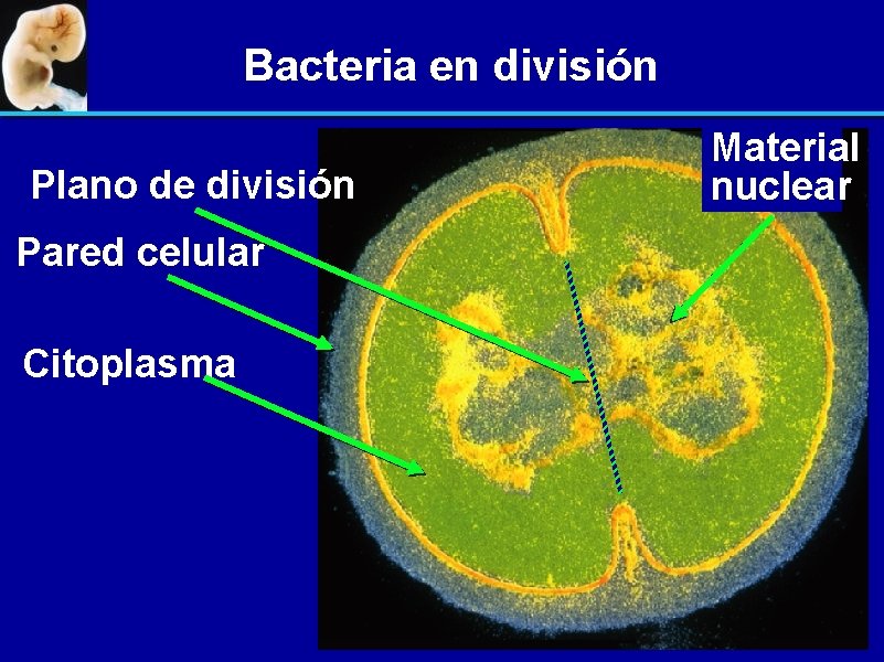 Bacteria en división Plano de división Pared celular Citoplasma Material nuclear 
