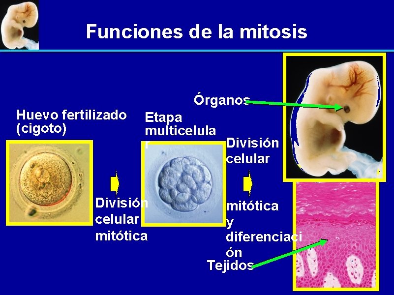 Funciones de la mitosis Huevo fertilizado (cigoto) Órganos Etapa multicelula División r celular División