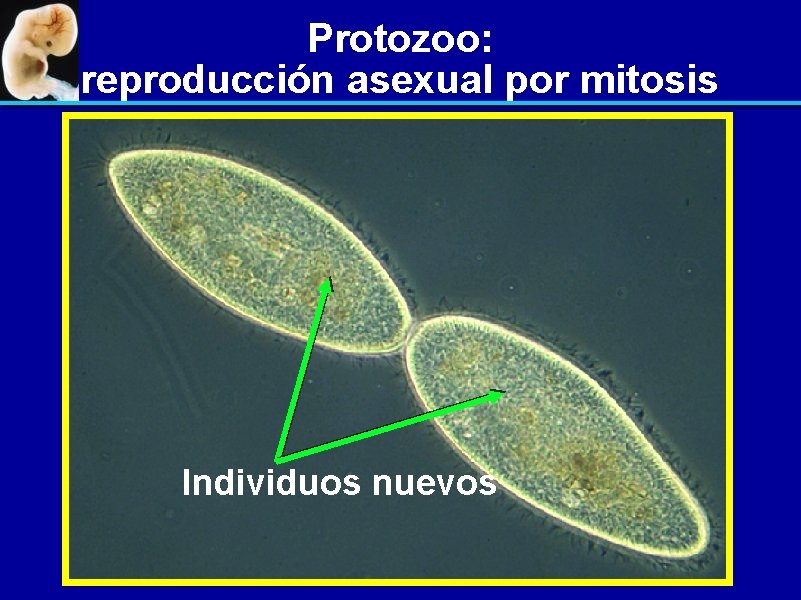 Protozoo: reproducción asexual por mitosis Individuos nuevos 