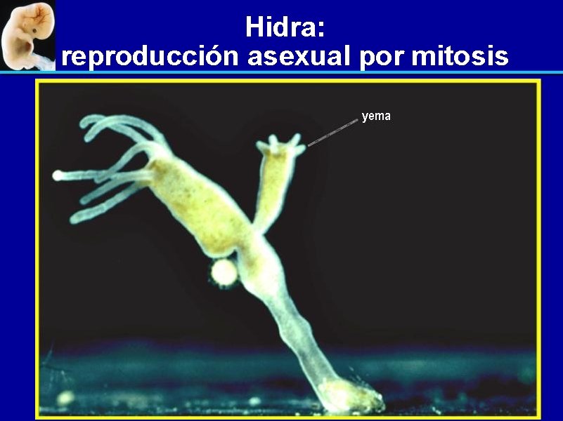 Hidra: reproducción asexual por mitosis 