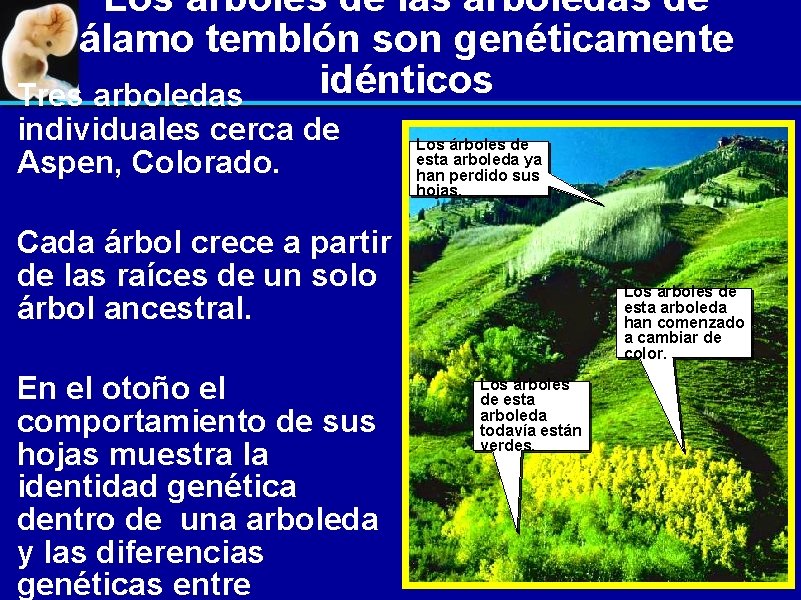 Los árboles de las arboledas de álamo temblón son genéticamente idénticos Tres arboledas individuales