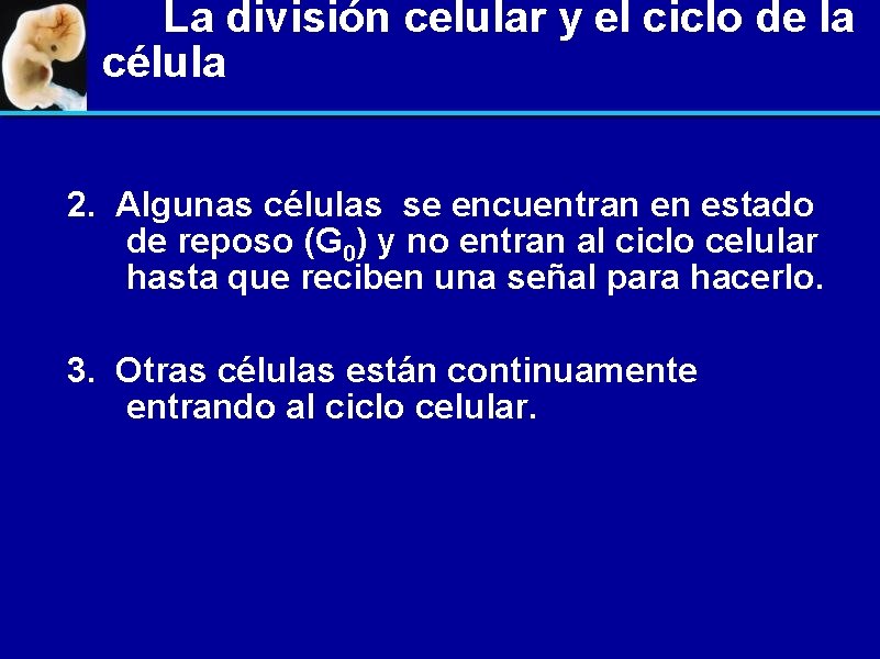 La división celular y el ciclo de la célula 2. Algunas células se encuentran