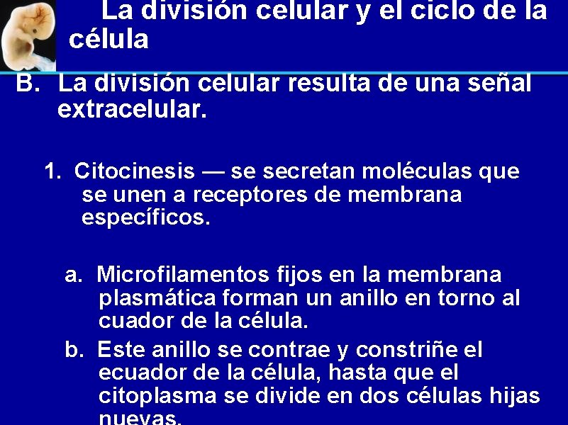 La división celular y el ciclo de la célula B. La división celular resulta