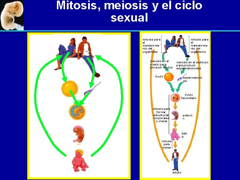Mitosis, meiosis y el ciclo sexual mitosis para el mantenimie nto del organismo meiosis
