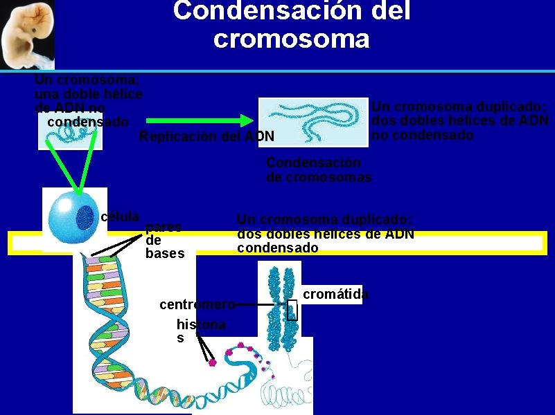 Condensación del cromosoma Un cromosoma; una doble hélice de ADN no condensado Replicación del