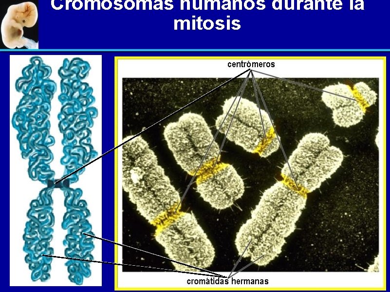 Cromosomas humanos durante la mitosis 