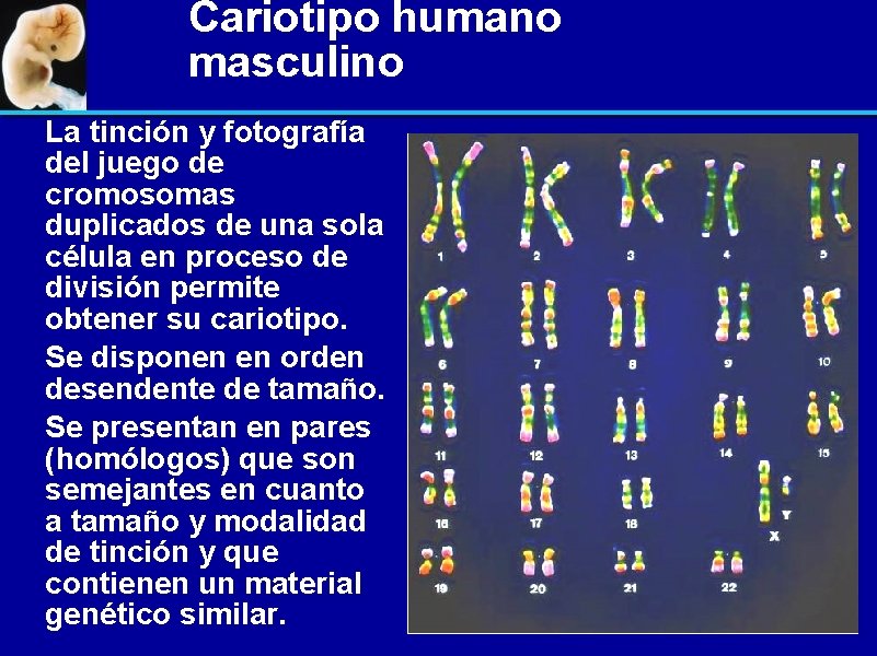 Cariotipo humano masculino La tinción y fotografía del juego de cromosomas duplicados de una