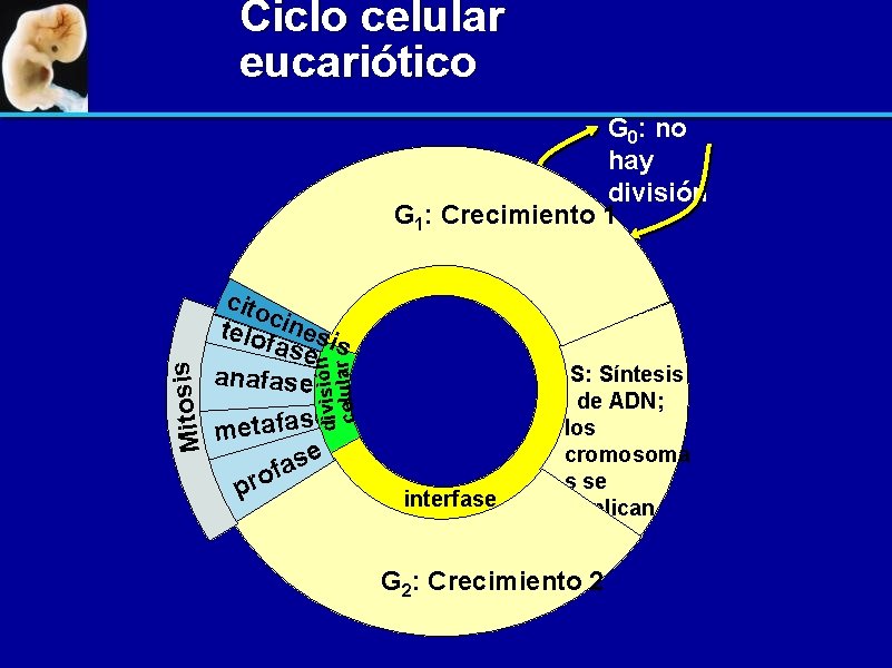 Ciclo celular eucariótico cito telo cinesi fase s anafase e metafas e s a