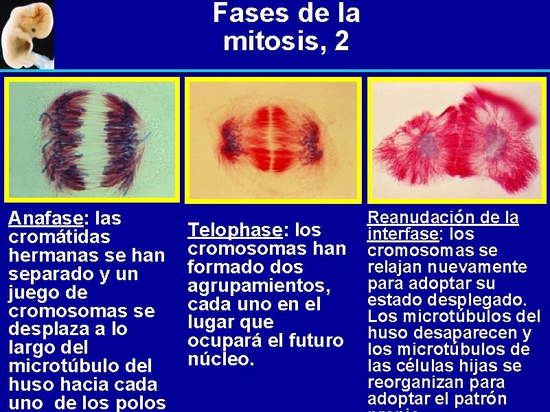 Fases de la mitosis, 2 Anafase: las cromátidas hermanas se han separado y un