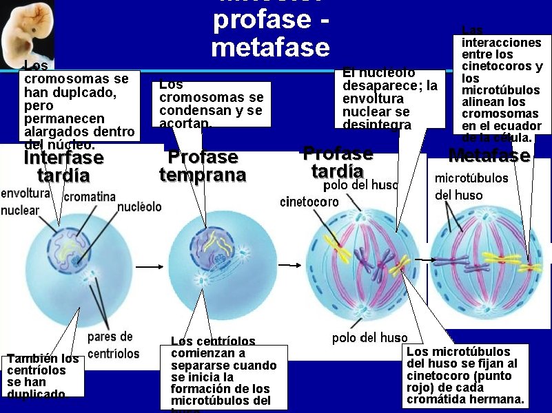 Los cromosomas se han duplcado, pero permanecen alargados dentro del núcleo. Interfase tardía También