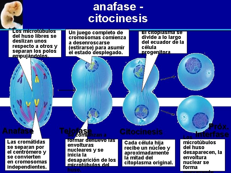 anafase citocinesis Los microtúbulos del huso libres se deslizan unos respecto a otros y