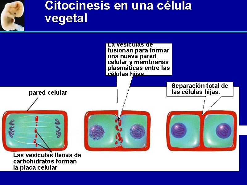 Citocinesis en una célula vegetal La vesículas de fusionan para formar una nueva pared