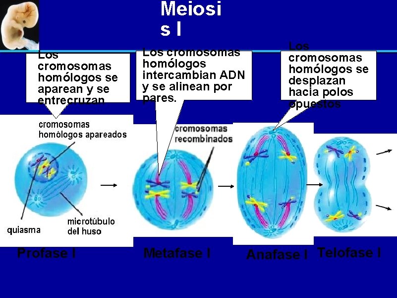 Meiosi s. I Los cromosomas homólogos se aparean y se entrecruzan Profase I Los