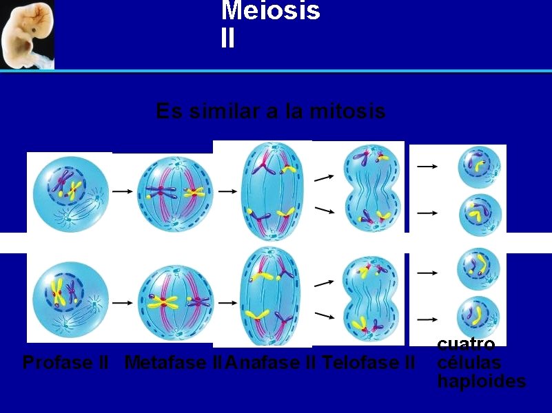 Meiosis II Es similar a la mitosis Profase II Metafase II Anafase II Telofase