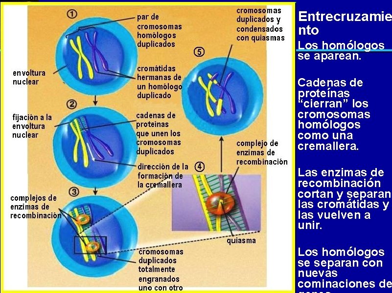 Entrecruzamie nto Los homólogos se aparean. Cadenas de proteínas “cierran” los cromosomas homólogos como