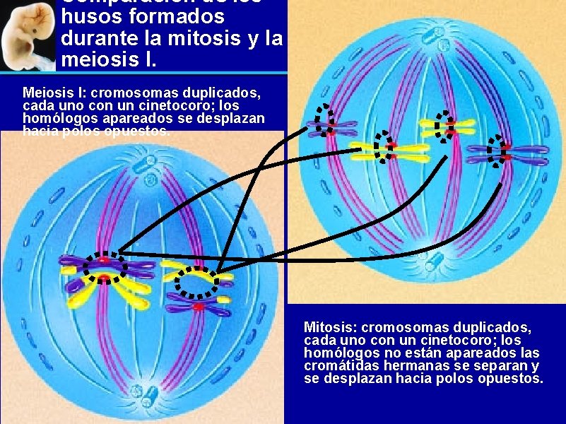 Comparación de los husos formados durante la mitosis y la meiosis I. Meiosis I: