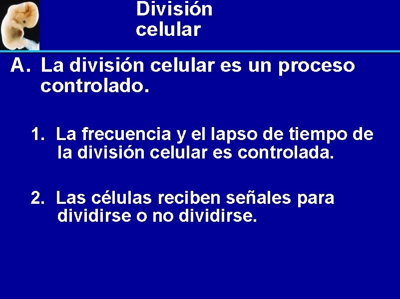 División celular A. La división celular es un proceso controlado. 1. La frecuencia y