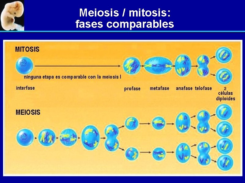 Meiosis / mitosis: fases comparables 