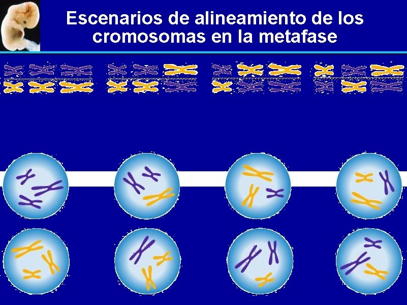 Escenarios de alineamiento de los cromosomas en la metafase 