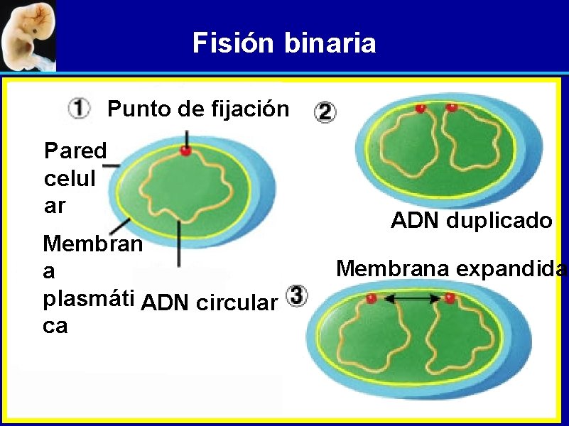 Fisión binaria Punto de fijación Pared celul ar Membran a plasmáti ADN circular ca