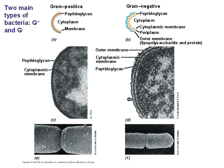 Two main types of bacteria: G+ and G- Gram–negative Gram–positive Peptidoglycan Cytoplasmic membrane Periplasm