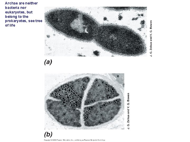 Archae are neither bacteria nor eukaryotes, but belong to the prokaryotes, see tree of