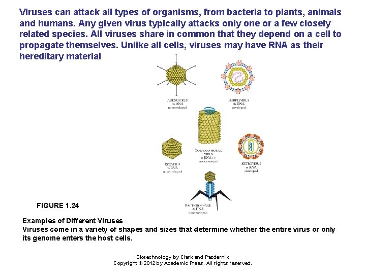 Viruses can attack all types of organisms, from bacteria to plants, animals and humans.