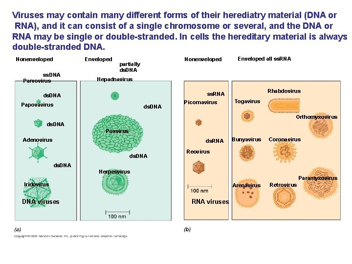 Viruses may contain many different forms of their herediatry material (DNA or RNA), and