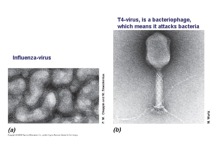 T 4 -virus, is a bacteriophage, which means it attacks bacteria Influenza-virus 