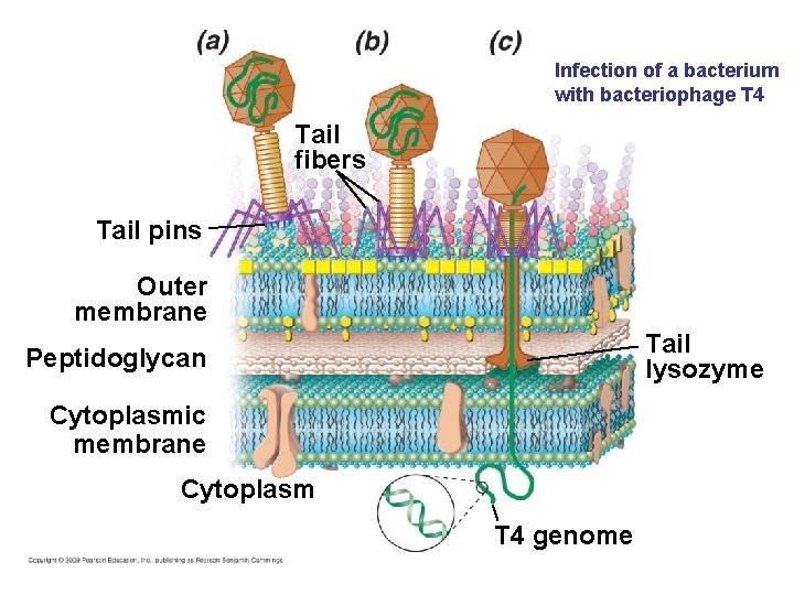 Infection of a bacterium with bacteriophage T 4 Tail fibers Tail pins Outer membrane