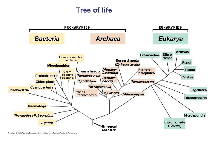Tree of life PROKARYOTES Bacteria EUKARYOTES Archaea Entamoebae Green nonsulfur bacteria Mitochondrion Proteobacteria Chloroplast