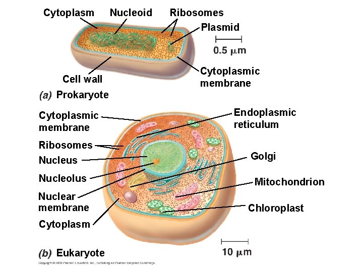 Cytoplasm Cell wall Nucleoid Ribosomes Plasmid Cytoplasmic membrane Prokaryote Cytoplasmic membrane Endoplasmic reticulum Ribosomes