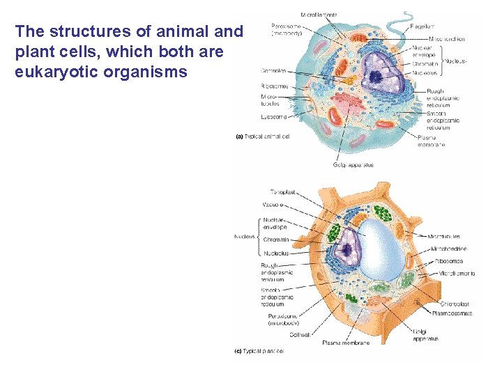 The structures of animal and plant cells, which both are eukaryotic organisms 