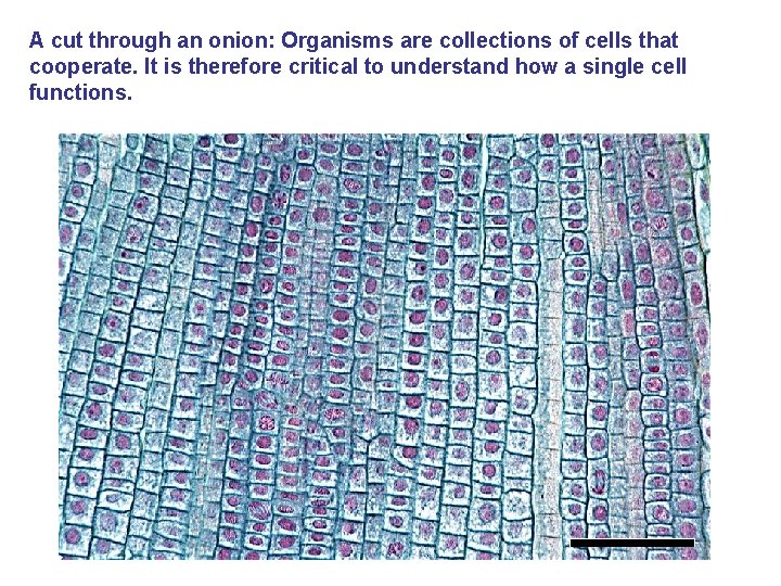 A cut through an onion: Organisms are collections of cells that cooperate. It is