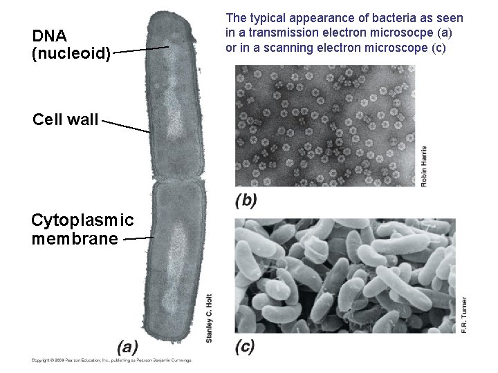 DNA (nucleoid) Cell wall Cytoplasmic membrane The typical appearance of bacteria as seen in