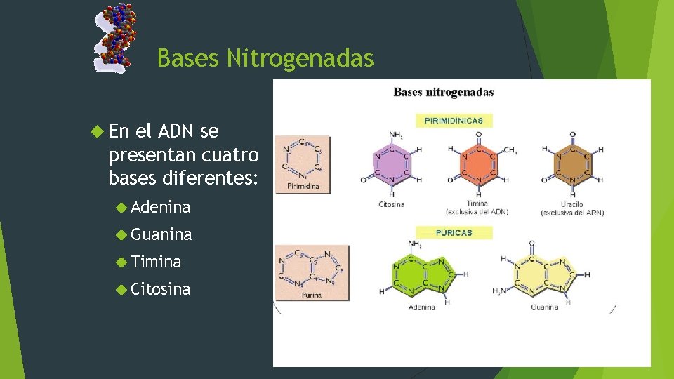 Bases Nitrogenadas En el ADN se presentan cuatro bases diferentes: Adenina Guanina Timina Citosina