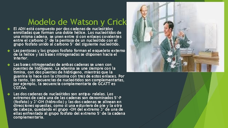 Modelo de Watson y Crick El ADN está compuesto por dos cadenas de nucleótidos